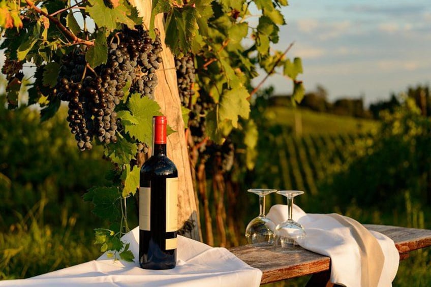 From Florence Chianti Wine Tour with Tastings Half Day 5