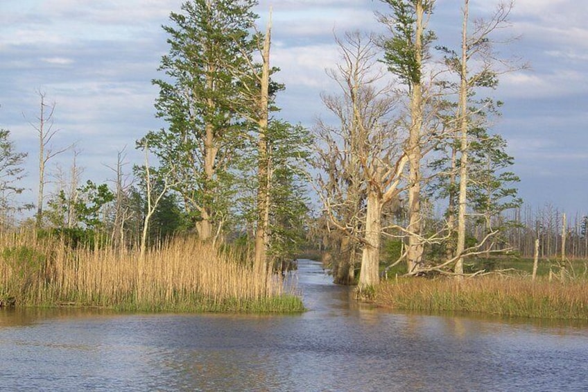 Un río bordeado por altos árboles y densas cañas. 3
