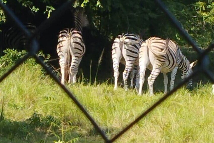 Cebras pastando en un campo cubierto de hierba. 5