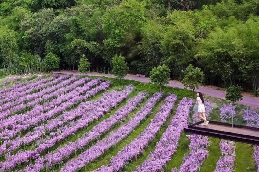 A person walking on a bridge over rows of purple flowers. 5