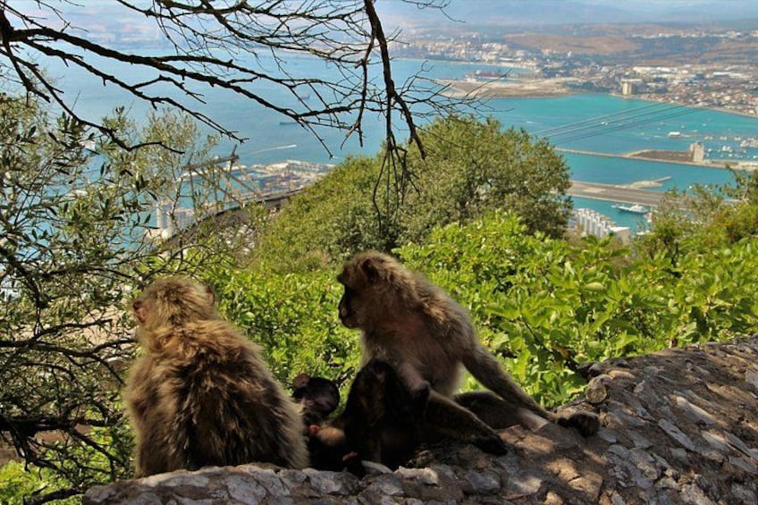 Two monkeys sitting on a rock with a cityscape and a body of water in the background. 1