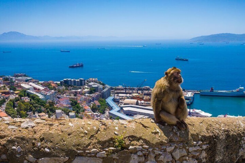 A monkey sitting on a stone wall overlooking a coastal town with ships in the distance. 4