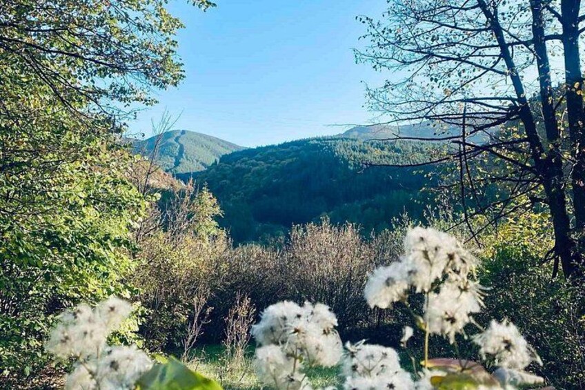Bjergrigt landskab med frodig vegetation og hvide blomster i forgrunden. 4