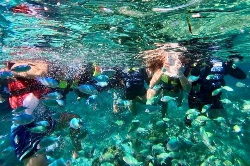 A person swimming with a school of fish in clear water. 4