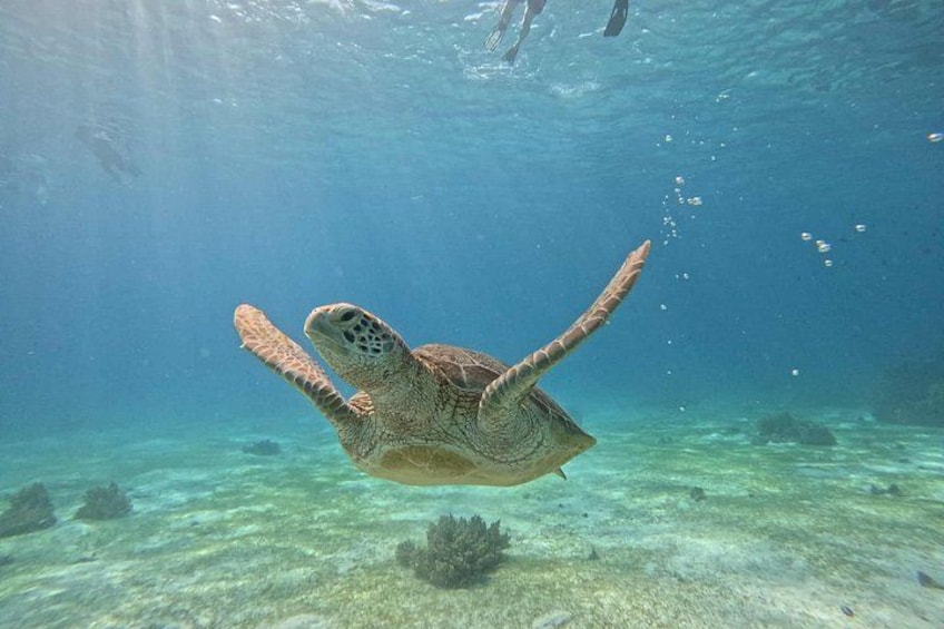 A sea turtle swimming underwater. 5