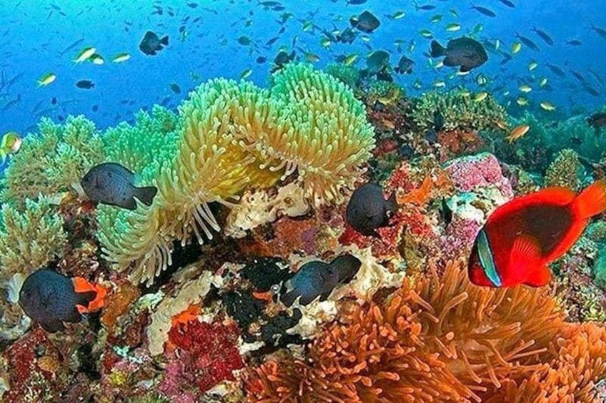 A vibrant coral reef with diverse marine life, including a prominent red fish and various species of fish swimming among colorful corals. 3