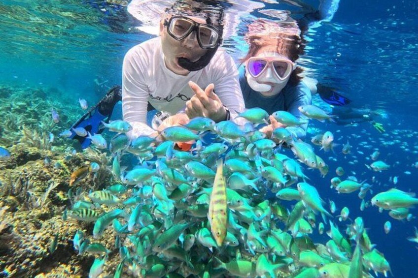 Bohol Province Balicasag Island Day Tour 2