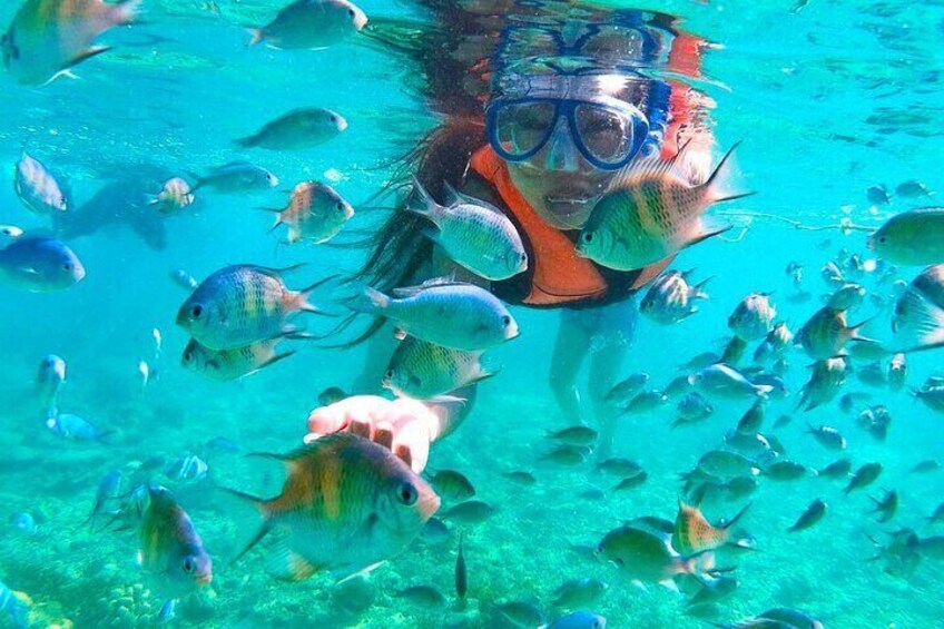 A person snorkeling surrounded by fish in clear blue water. 3