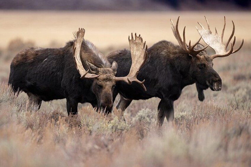 Grand Teton National Park 5