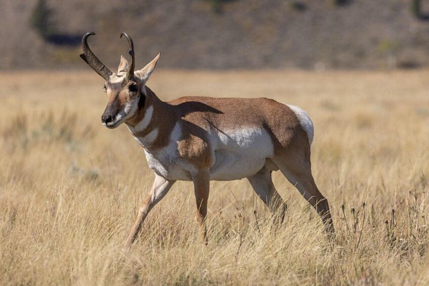 Half-Day Grand Teton Wildlife Safari & Sightseeing Tour 4