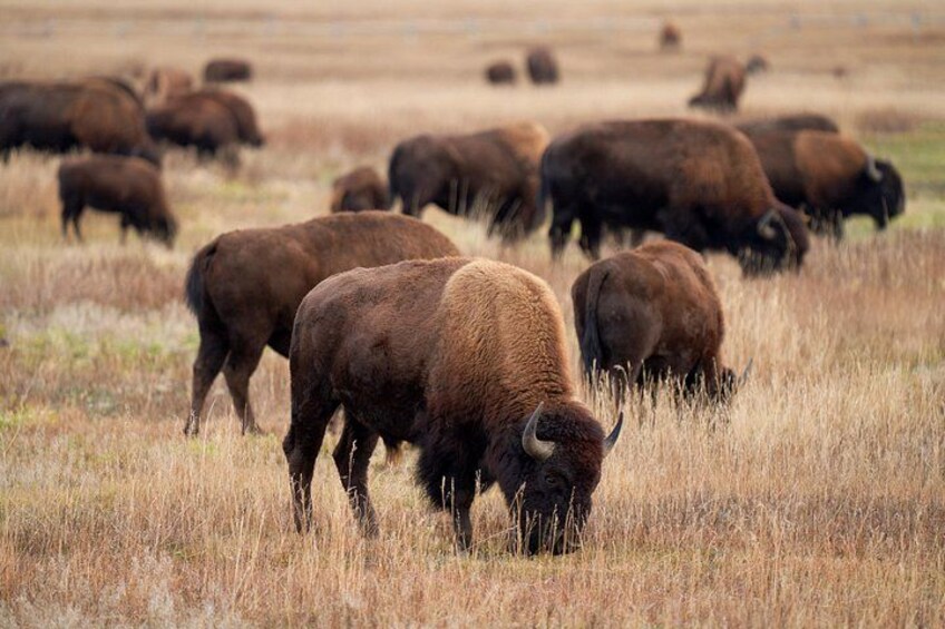 Bison 5