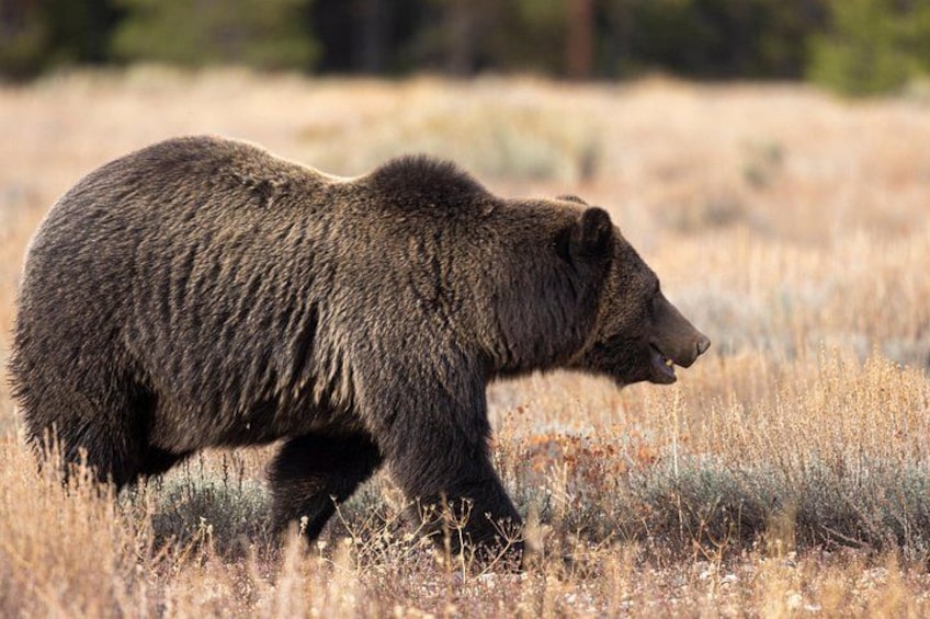 Grand Teton National Park 1