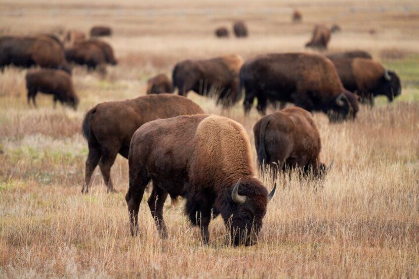 Bison 5