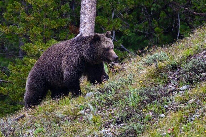 Half-Day Grand Teton Wildlife Safari & Sightseeing Tour 4