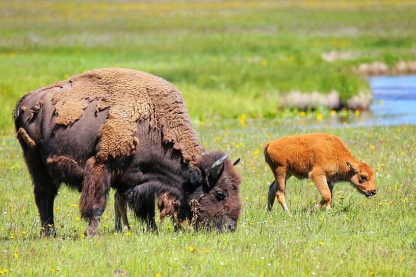 Half-Day Grand Teton Wildlife Safari & Sightseeing Tour 2