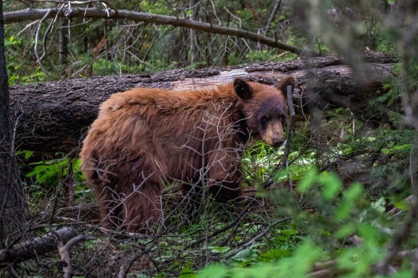 Half-Day Grand Teton Wildlife Safari & Sightseeing Tour 5