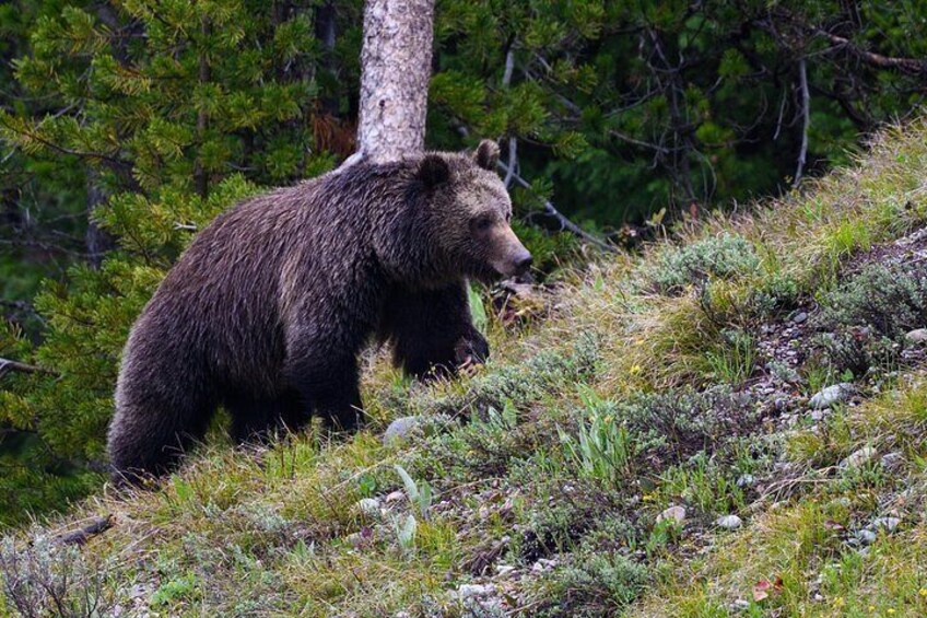 Half-Day Grand Teton Wildlife Safari & Sightseeing Tour 4
