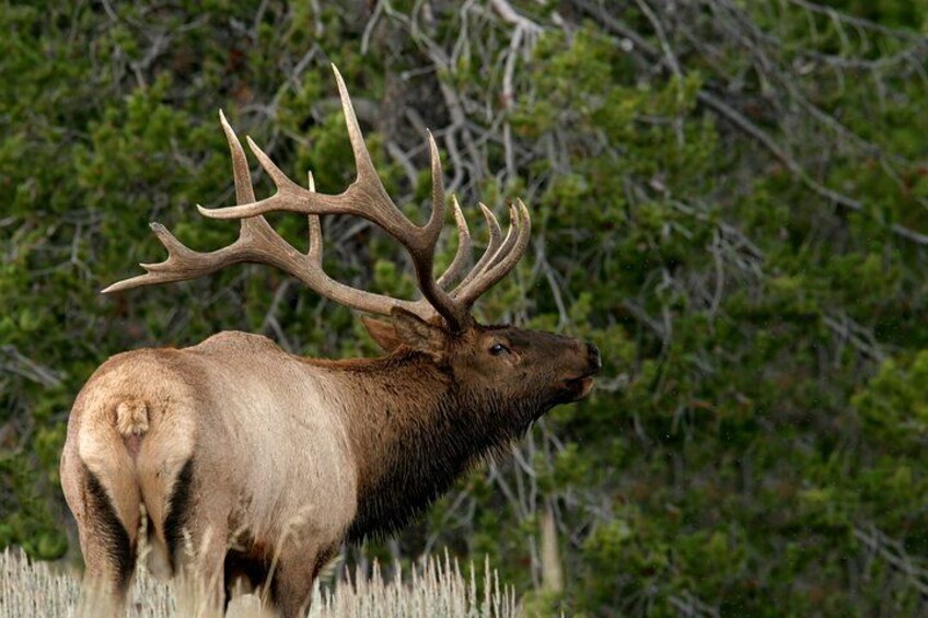Half-Day Grand Teton Wildlife Safari & Sightseeing Tour 2