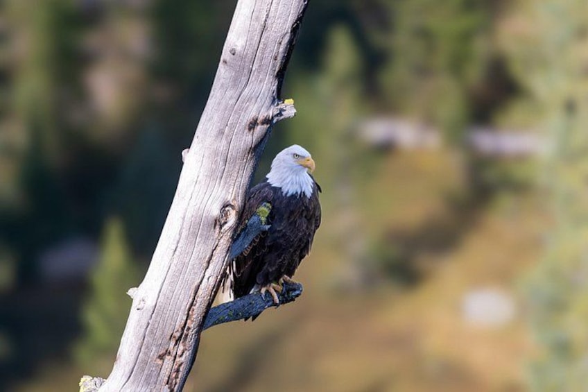 Half-Day Grand Teton Wildlife Safari & Sightseeing Tour 2