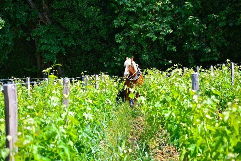 "Explore Saint-Émilion on e-Bikes: Small Group, half-Day Tour" 2