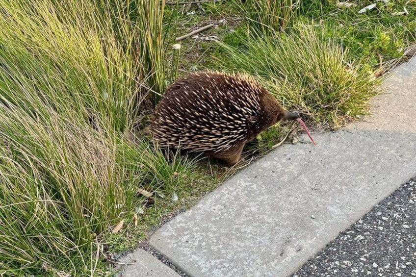 Phillip Island Private Tour: Koalas, The Nobbies & Penguin Parade 3
