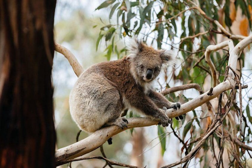 A koala resting on a tree branch. 5