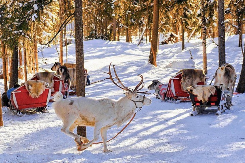 A reindeer pulling a sled in a snowy forest. 3
