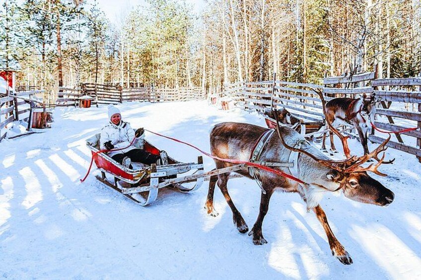 A person in a sled being pulled by reindeer in a snowy forest. 5