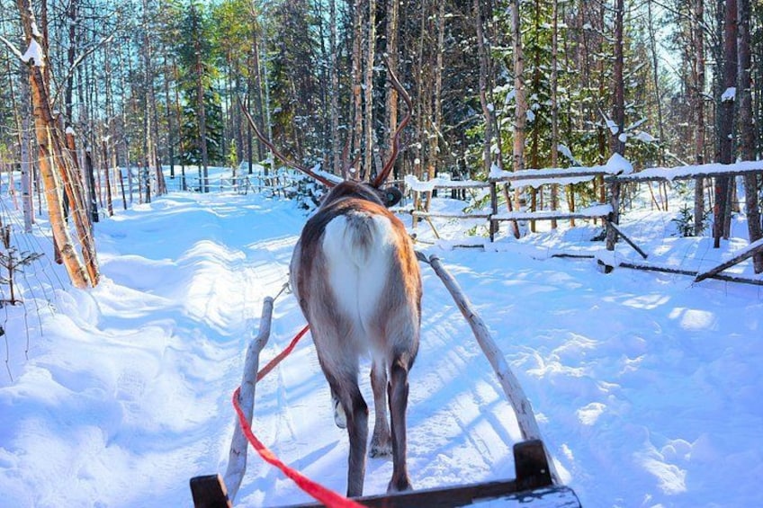 A reindeer harnessed to a sleigh in a snowy forest. 4