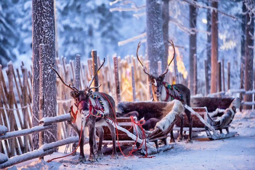 Reindeer with antlers in a snowy forest. 1