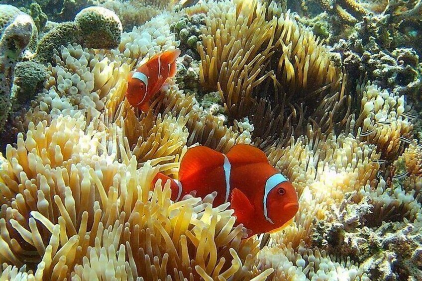 Lombok Group Tour | Hidden Gili Islands Snorkeling & Island Hop 2