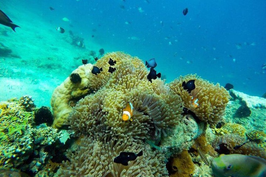 Lombok Group Tour | Hidden Gili Islands Snorkeling & Island Hop 4