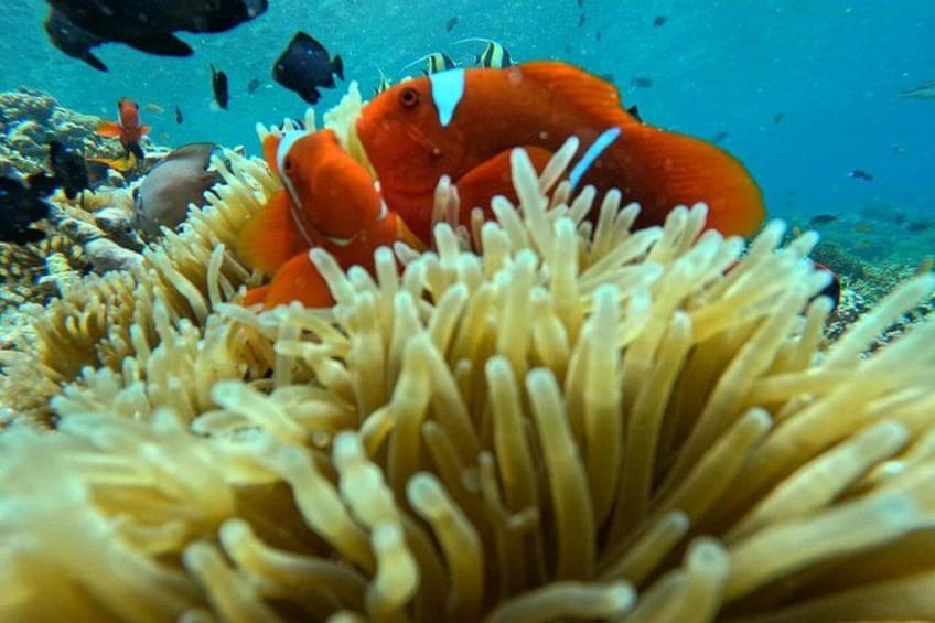 An underwater scene with orange fish, possibly clownfish, among anemone tentacles. 2