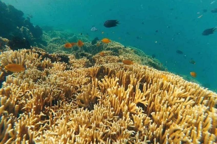 A coral reef with various fish species. 3
