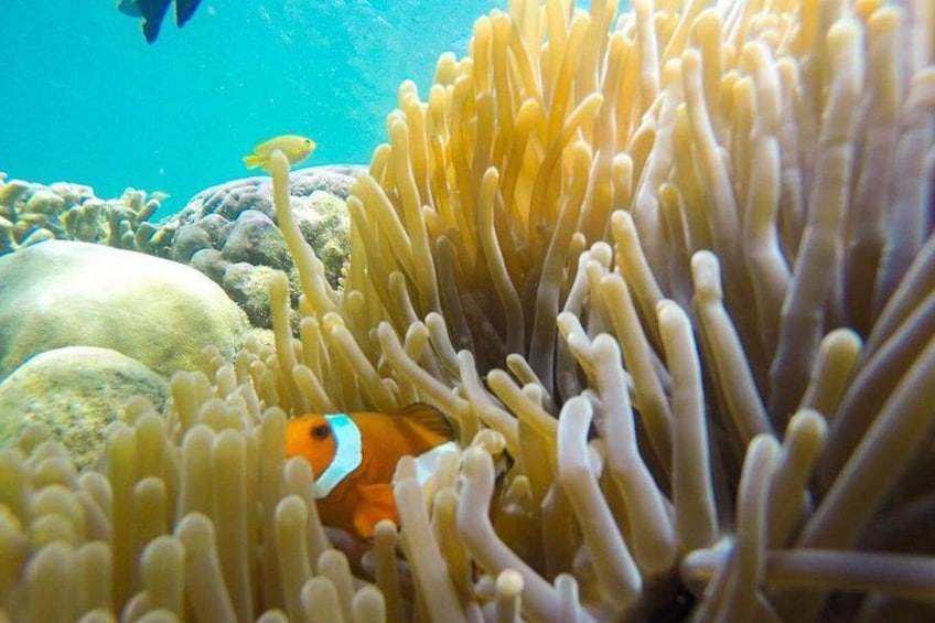 Lombok Group Tour | Hidden Gili Islands Snorkeling & Island Hop 4