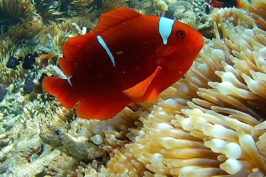 Lombok Group Tour | Hidden Gili Islands Snorkeling & Island Hop 3