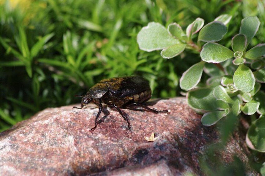 A beetle on a rock with green foliage in the background. 4