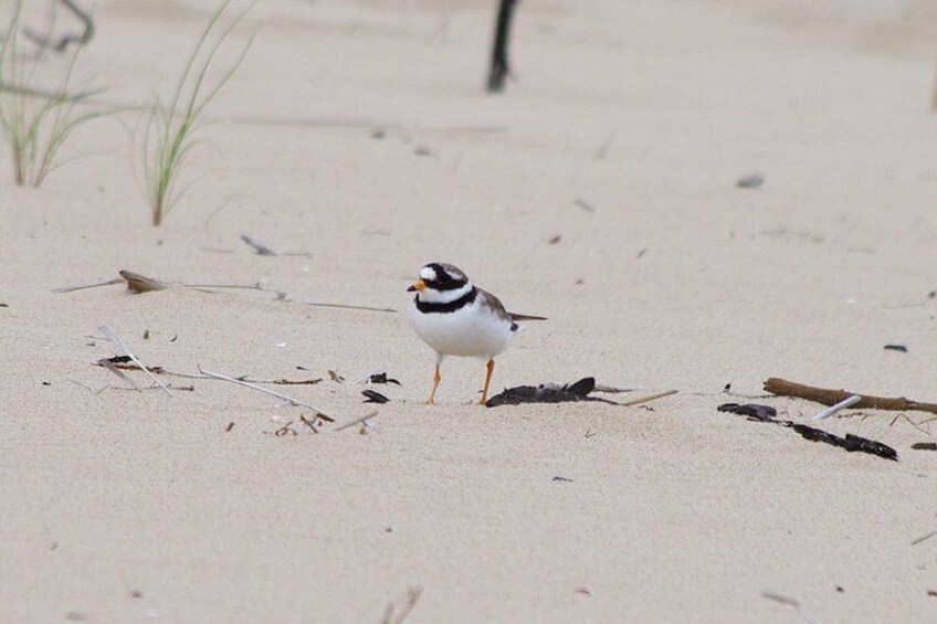 A small bird standing on a sandy beach with sparse vegetation. 3