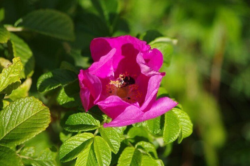A pink flower with a bee on it, surrounded by green leaves. 5