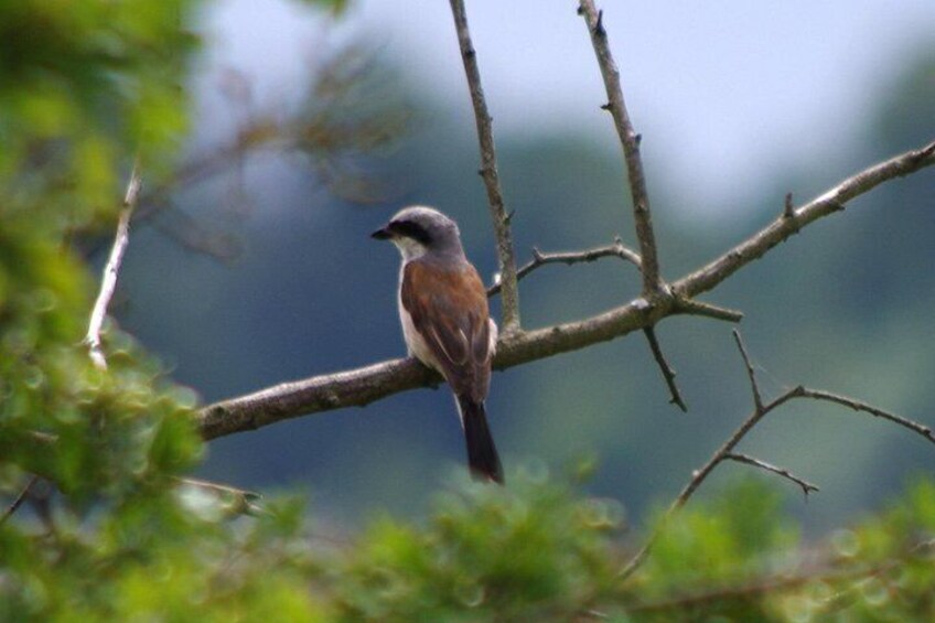 A bird perched on a branch. 2