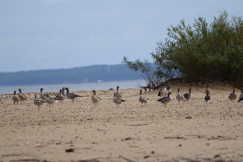 A sandy beach with seagulls and a green bush in the background. 1