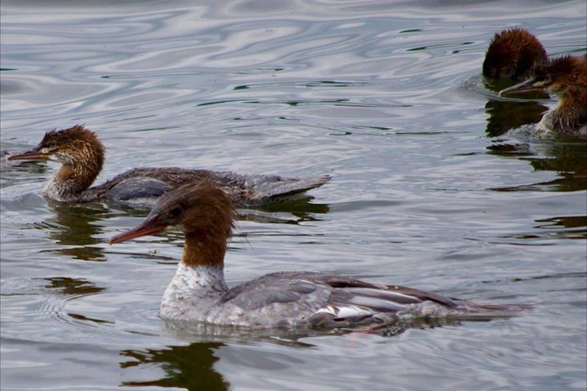 Three birds swimming in water. 2