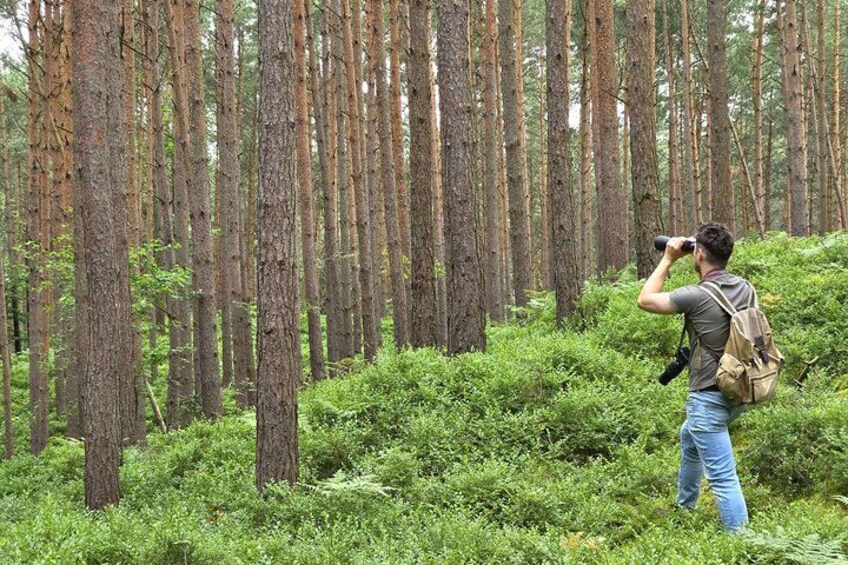 A person using binoculars in a forest with tall trees and dense underbrush. 3