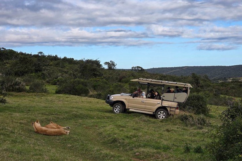A safari vehicle with passengers, a brown animal lying on the grass, and a hilly landscape in the background. 2