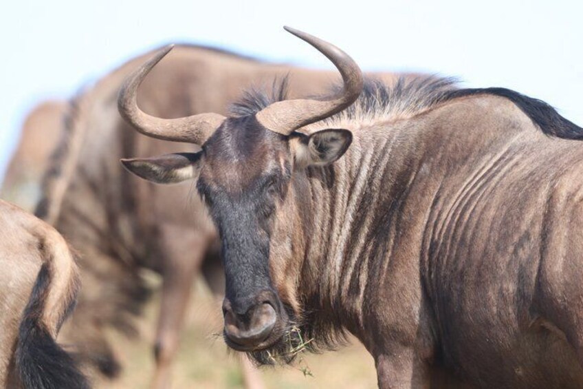 Schotia Tooth & Claw Safari (Open 4x4 Safari Vehicle) 5