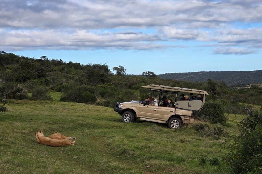 Schotia Tooth & Claw Safari (Open 4x4 Safari Vehicle) 2