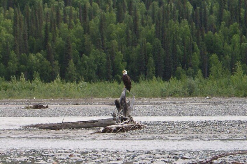 Matanuska River Scenic Float 4