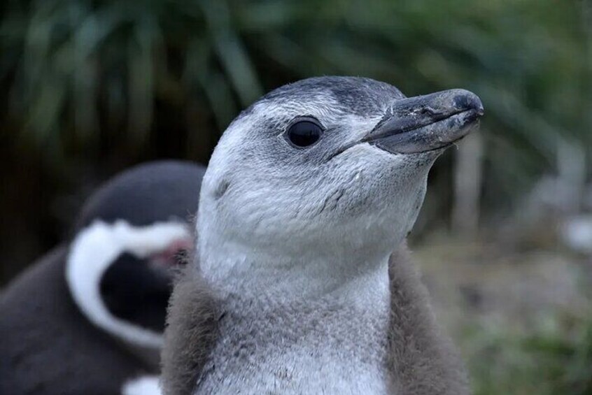 A close-up of a penguin with a grey head and white markings, in a natural setting with greenery in the background. 1
