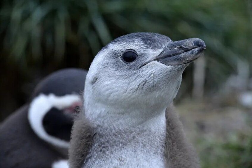 Primer plano de un ave de cabeza gris y detalles blancos, posiblemente un pingüino, sobre un fondo verde borroso. 1