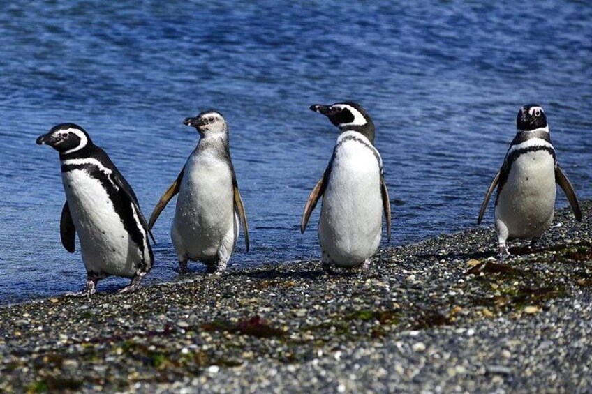 Four penguins on a rocky shoreline with water in the background. 3